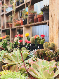 Close-up of potted plants