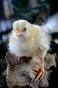 Close-up of a bird