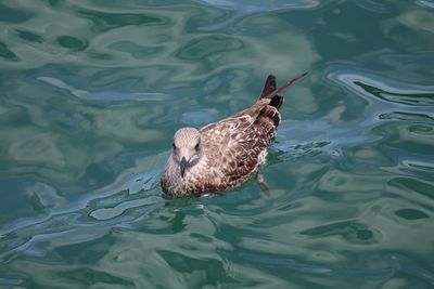 High angle view of bird swimming in water