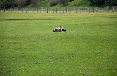 Horse grazing on field