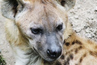 High angle view of hyena