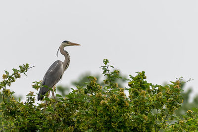 Bird perching on a tree