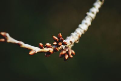 Close-up of plant