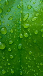 Full frame shot of raindrops on leaves