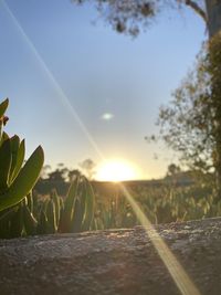 Close-up of plants on field against sky during sunset