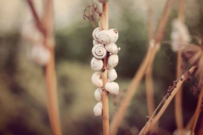 Close-up of plant against blurred background