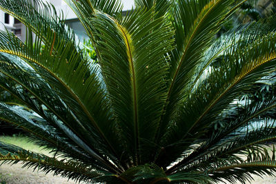 Close-up of palm tree