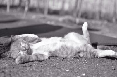 Close-up of stray kitten on street