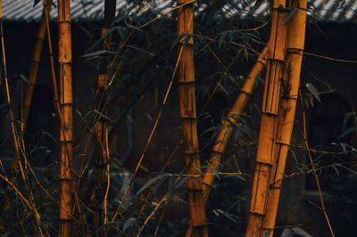 Close-up of bamboo trees in the forest