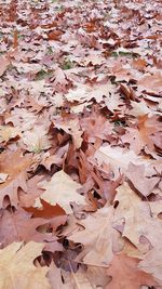 Full frame shot of dried autumn leaves