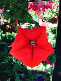 Close-up of red flowers