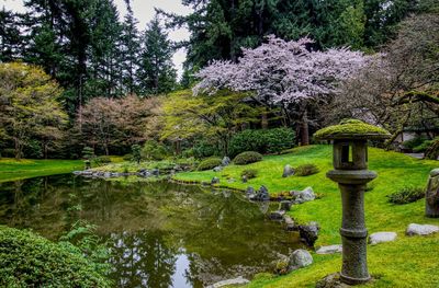 Trees and plants in garden