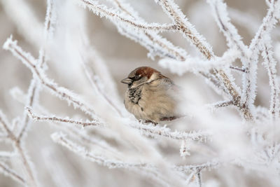 Close-up of bird perching on snow