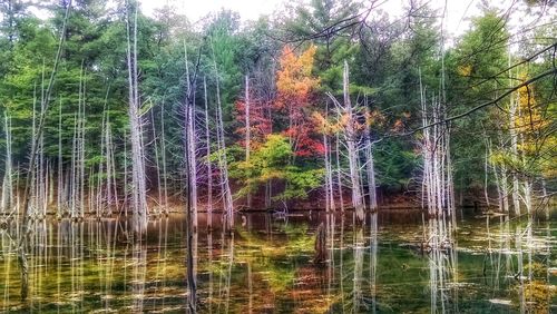 Reflection of trees in lake