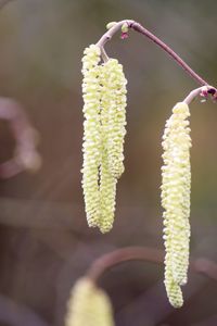 Close-up of flowers against blurred background