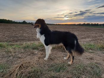 Side view of dog standing on field against sky during sunset