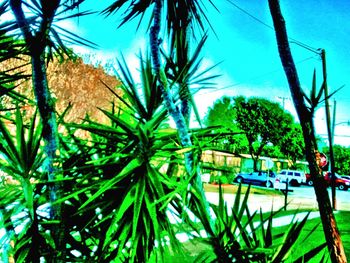 Palm trees against sky