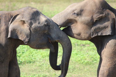 Elephant on field