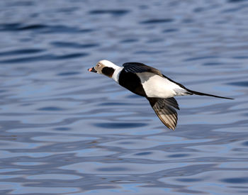 Close-up of bird in water