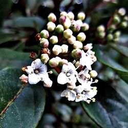 Close-up of flowers growing on tree