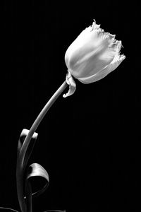 Close-up of flower over black background