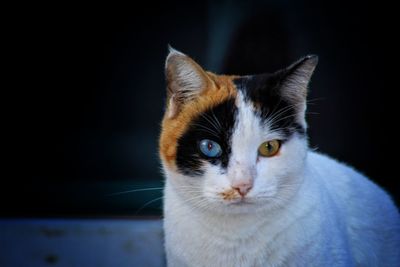 Close-up portrait of cat