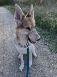 High angle view of dog looking away