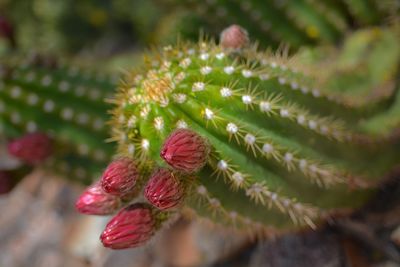 Close-up of red cactus flower