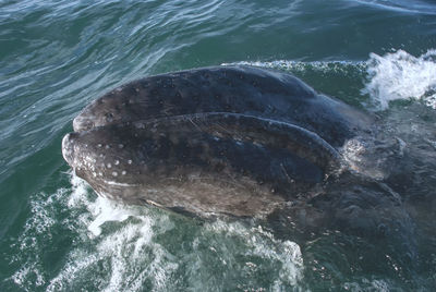 View of turtle swimming in sea