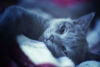 Close-up of cat resting on bed