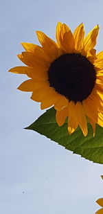 Low angle view of sunflower against sky