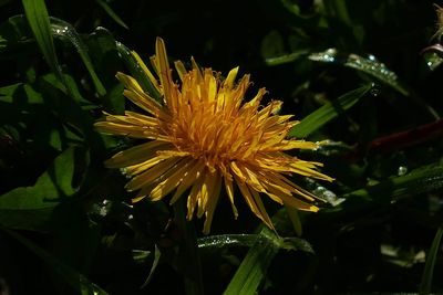 Close-up of yellow flowering plant