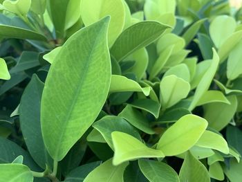 Full frame shot of leaves