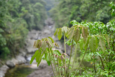 Close-up of plant growing on land