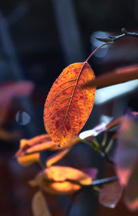 Close-up of dry leaves on plant