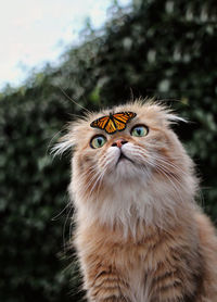 Close-up portrait of a cat