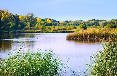 Scenic view of lake by trees against sky