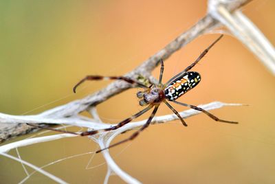 Close-up of spider