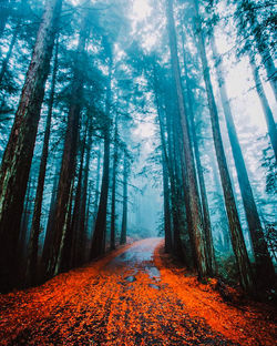 Road amidst trees in forest