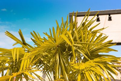 Low angle view of plants growing against blue sky during sunny day