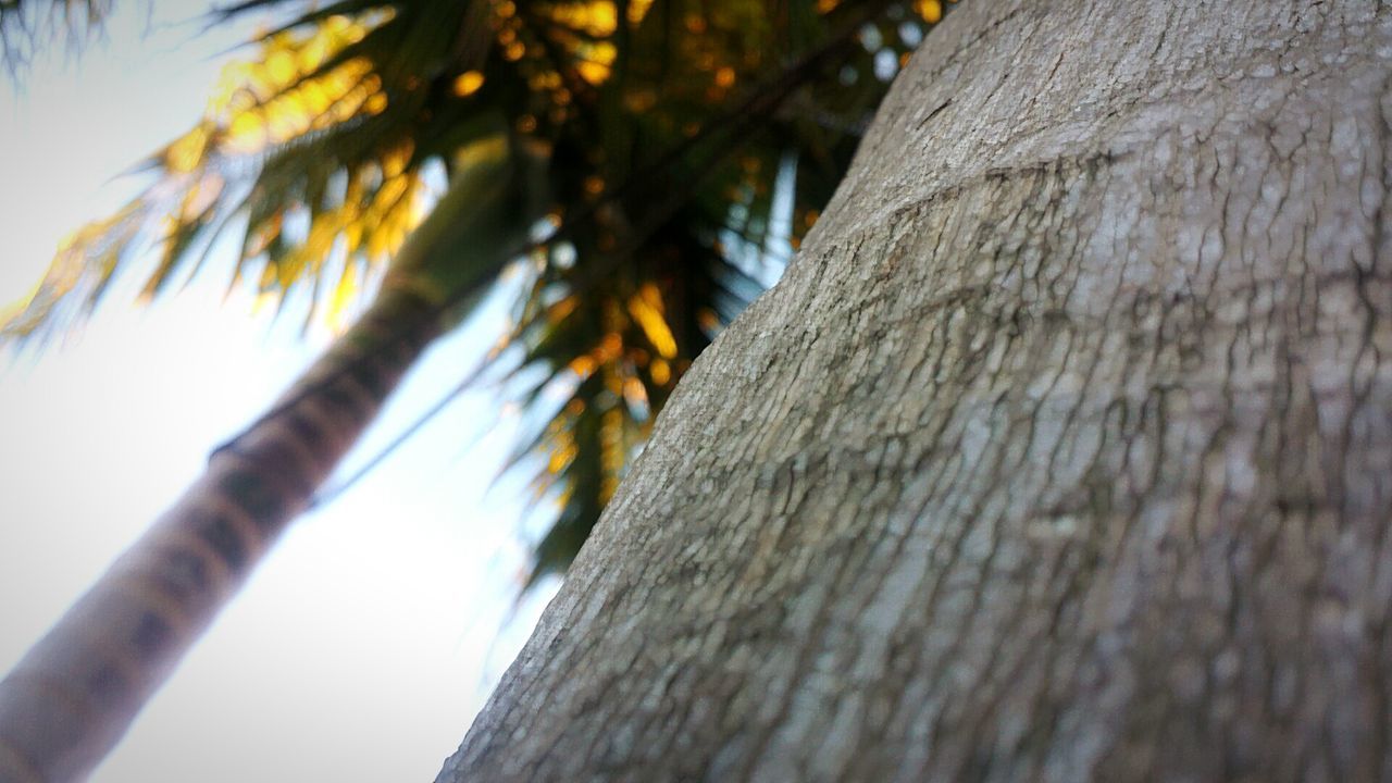 low angle view, tree, tree trunk, growth, branch, close-up, nature, focus on foreground, textured, clear sky, selective focus, sky, day, outdoors, no people, tranquility, bark, sunlight, leaf, part of