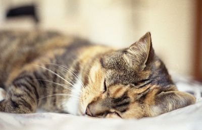 Close-up of cat sleeping on bed
