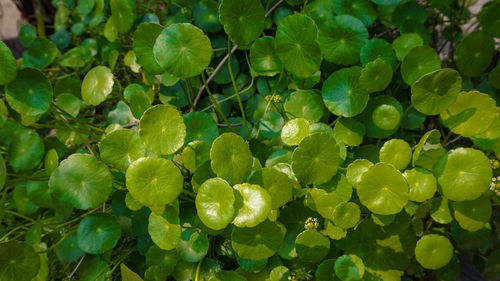 High angle view of berries growing on plant