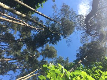 Low angle view of tree against sky