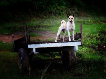 Dog sitting on bench in field