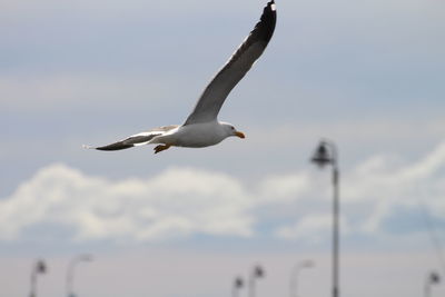 Low angle view of seagull flying