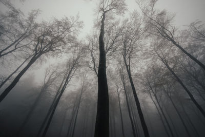 Low angle view of bamboo trees in forest