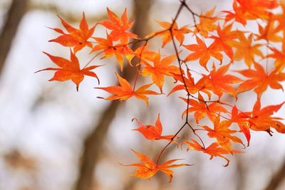 Close-up of maple leaves on tree