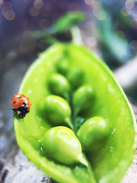 Close-up of ladybug on peas