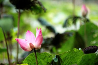 Close-up of pink flowers